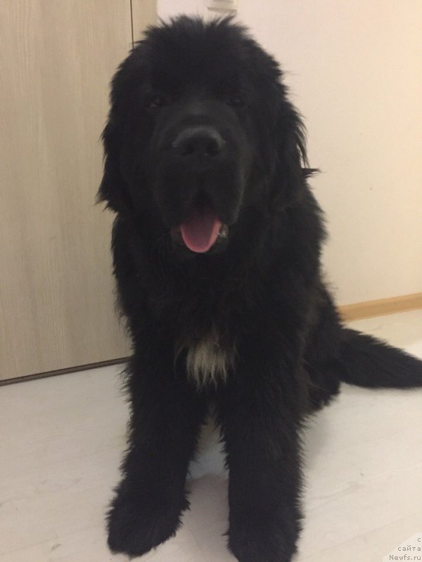 Фотография № 233174