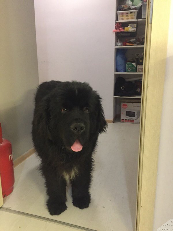 Фото: ньюфаундленд Алекс Урли Суайан