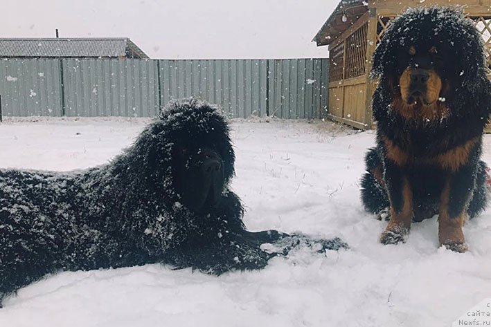 Фотография № 233177