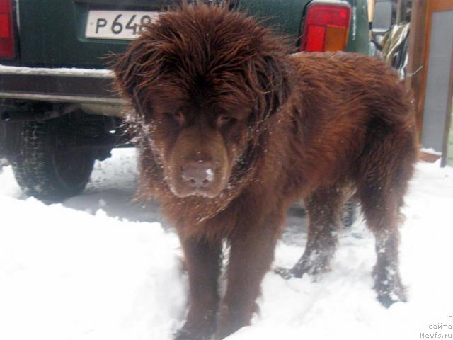 Фото: ньюфаундленд Бонд