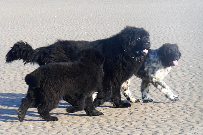 Фотография № 233180