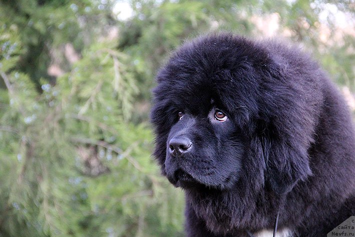 Фотография № 233182