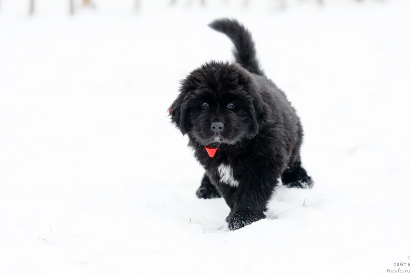 Фото: ньюфаундленд Умберто Риккардо Корраджозо Дифензоре