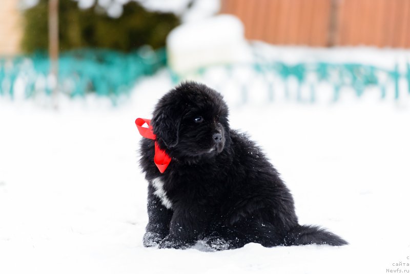 Фото: ньюфаундленд Умберто Риккардо Корраджозо Дифензоре