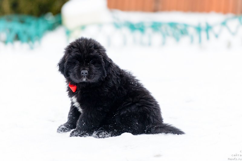 Фото: ньюфаундленд Умберто Риккардо Корраджозо Дифензоре