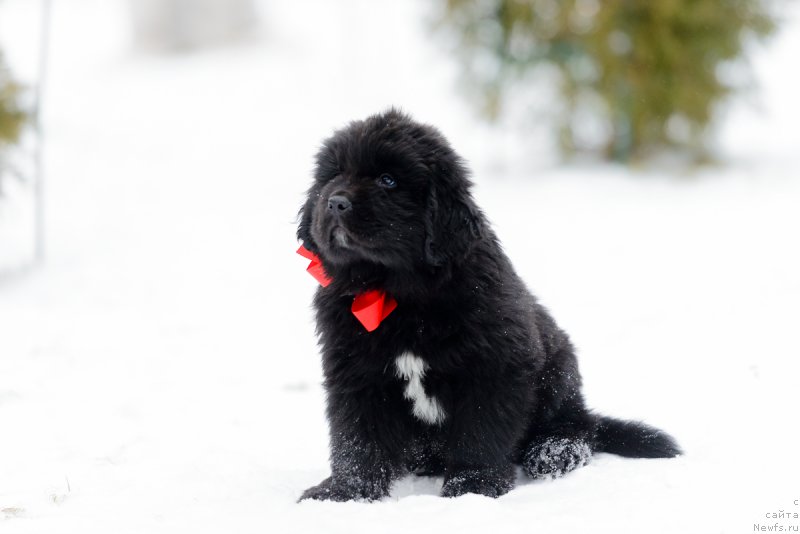 Фото: ньюфаундленд Умберто Риккардо Корраджозо Дифензоре