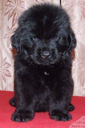 Фото: ньюфаундленд Валькирия Калипса