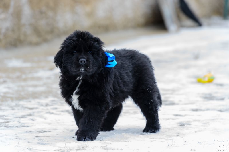 Фото: ньюфаундленд Ултер Харди Брэйв Коммандэр