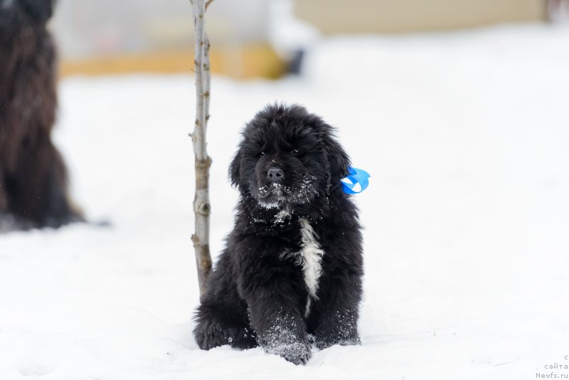 Фото: ньюфаундленд Ултер Харди Брэйв Коммандэр