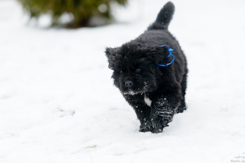 Фото: ньюфаундленд Ултер Харди Брэйв Коммандэр
