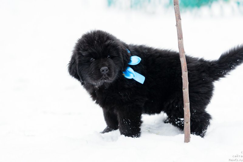 Фото: ньюфаундленд Уильям Джаспер Кипэр оф Трэжэр