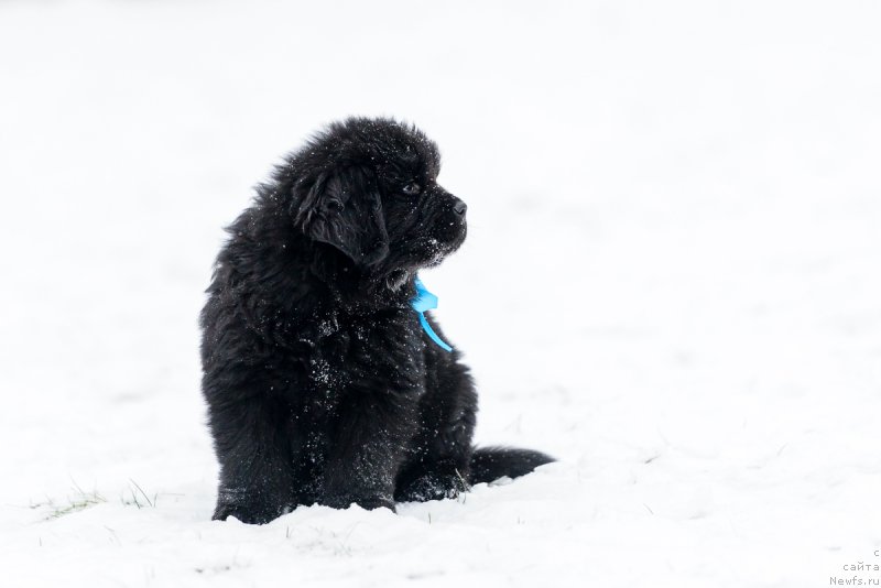Фото: ньюфаундленд Уильям Джаспер Кипэр оф Трэжэр