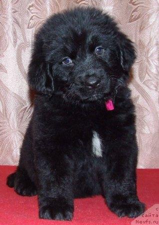 Фото: ньюфаундленд Валькирия Калипса