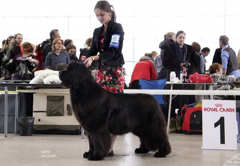 Фотография № 233233