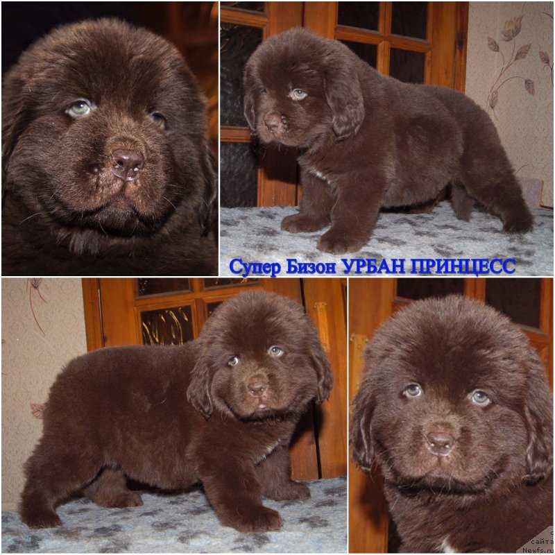 Фотография № 233237