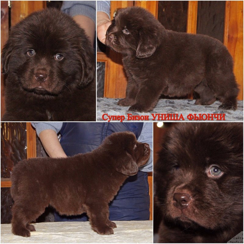 Фотография № 233238