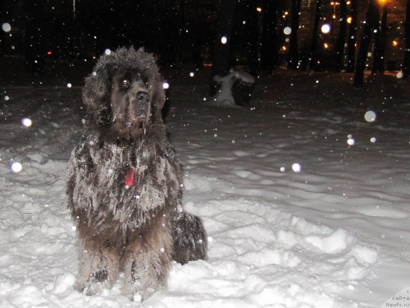 Фото: ньюфаундленд Дюрбахлер Клаб Альфаретта Виньетта