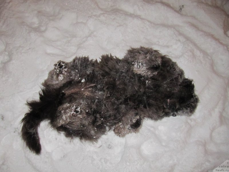 Фото: ньюфаундленд Дюрбахлер Клаб Альфаретта Виньетта