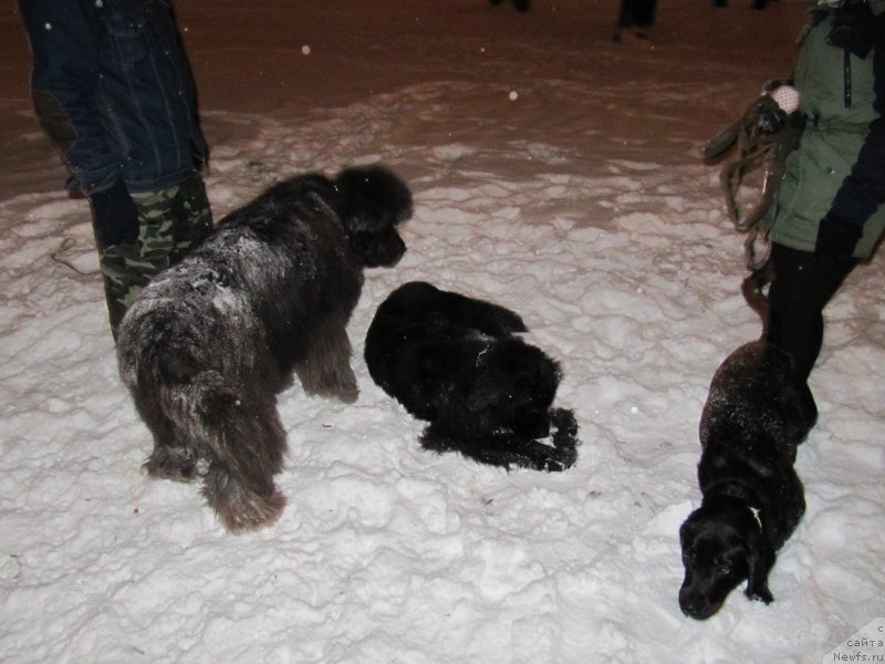 Фото: ньюфаундленд Дюрбахлер Клаб Альфаретта Виньетта, Марла