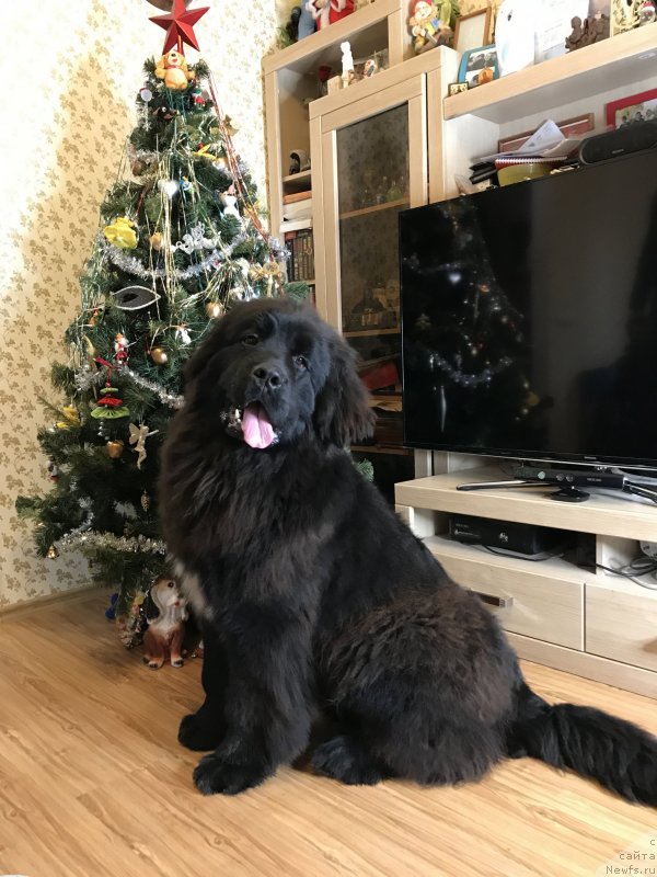 Фото: ньюфаундленд Акватория Келвин Навигатор (Aquatoriya Kelvin Navigator)