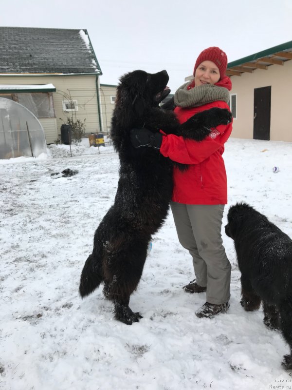 Фото: ньюфаундленд Акватория Келвин Навигатор (Aquatoriya Kelvin Navigator), Анна Серая