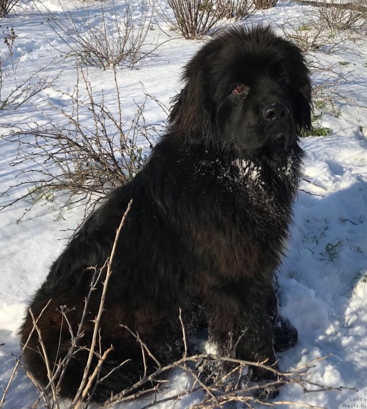 Фото: ньюфаундленд Акватория Келвин Навигатор (Aquatoriya Kelvin Navigator)