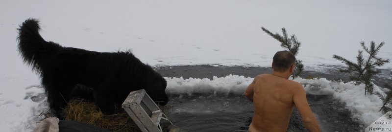 Фото: ньюфаундленд My Frend Newfy' Avatar Divine Greature