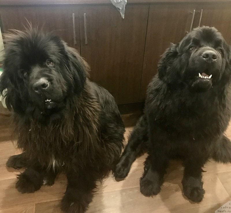 Фото: ньюфаундленд Мерседес Вялiкi Мядзведзь (Mercedes Vialiki Miadzvedz), ньюфаундленд Браунблад МСК Харрикейн Хиггенс (Brownblood MSK Harricane Higgins)