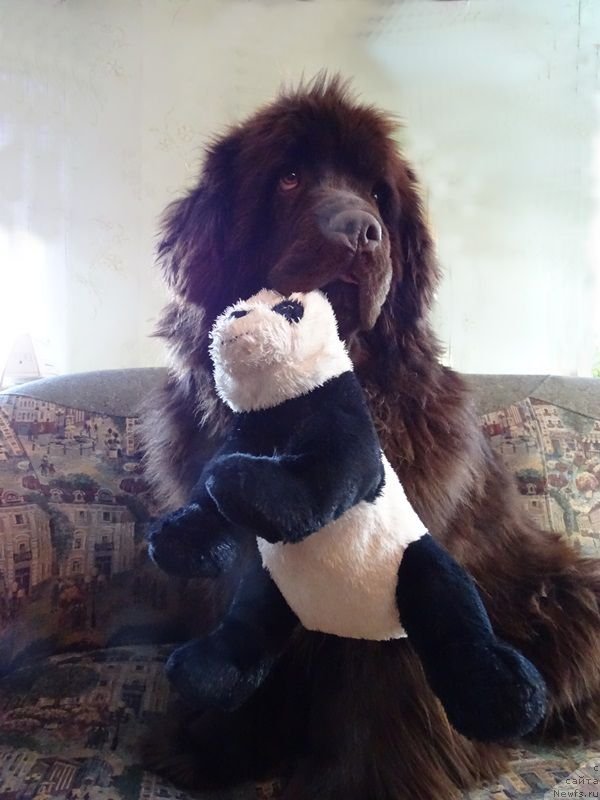 Фотография № 233271