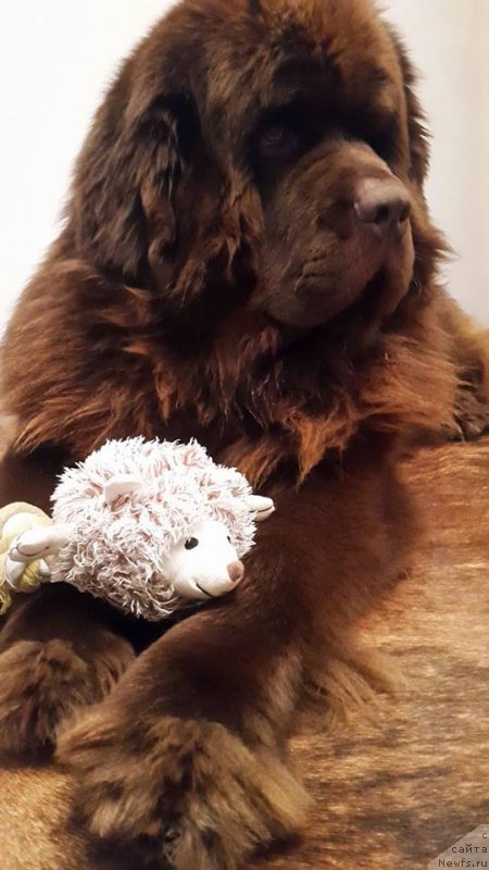 Фото: ньюфаундленд Браунблад МСК Хаиес Хаго (Brownblood MSK Hayes Hago)