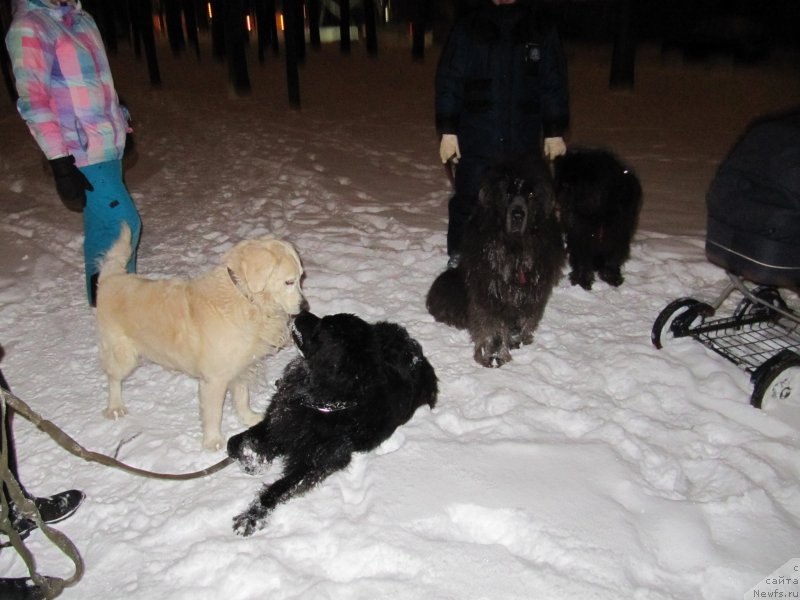 Фото: Гик, Марла, Гера, Тэфи