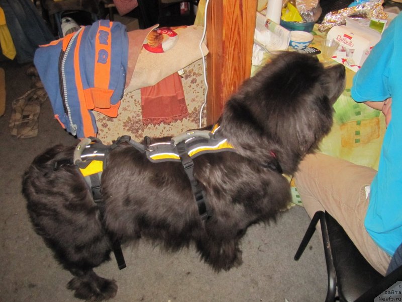 Фото: ньюфаундленд Мелти Вейв Марин Тифея (Melty Wave Marine Tifeya)