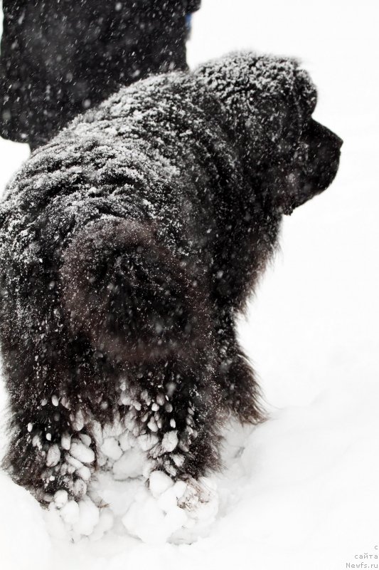 Фото: ньюфаундленд Фанньюф Граф Де Ла Фер