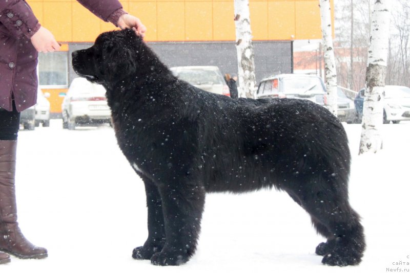 Фото: ньюфаундленд Аквиан Сонг Текила Голд (Akvian Song Tequila Gold)