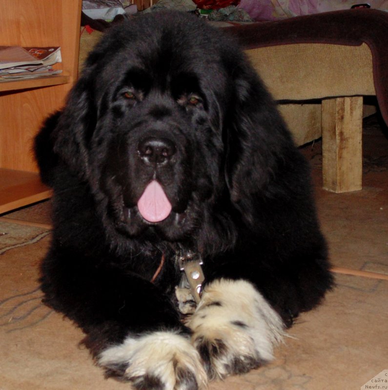 Фото: ньюфаундленд Супер Бизон Тадж-Махал