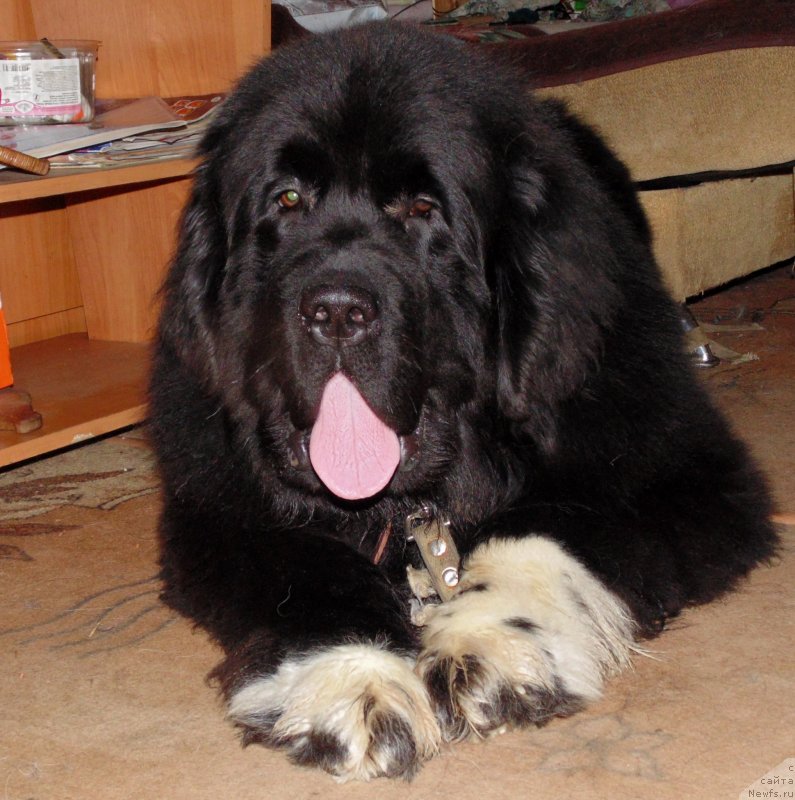 Фото: ньюфаундленд Супер Бизон Тадж-Махал