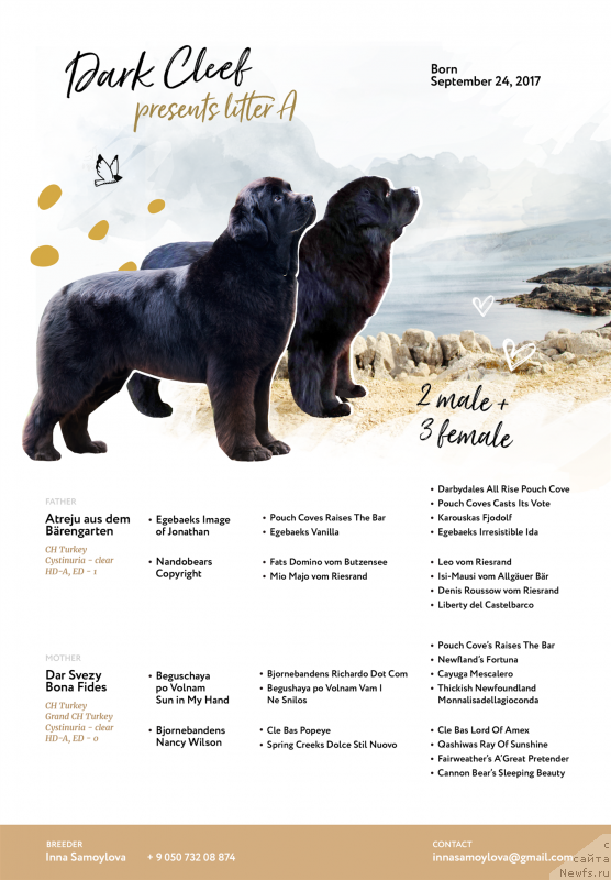 Фото: ньюфаундленд Дар Свезы Бона Фидес (Dar Svezy Bona Fides)