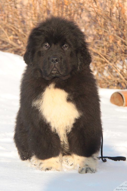 Фото: Форбс