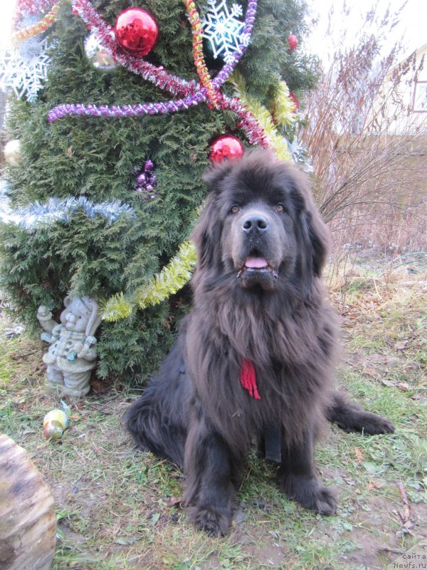 Фото: ньюфаундленд Мелти Вейв Марин Тифея (Melty Wave Marine Tifeya)