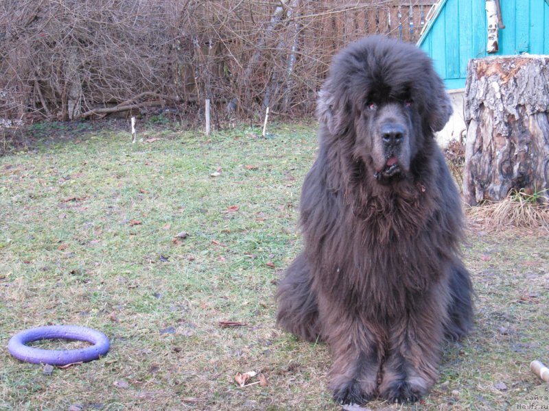 Фотография № 233313