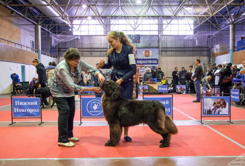 Фото: ньюфаундленд Браунблад МСК Дрими Эйн (Brownblood MSK Drimi Ein)