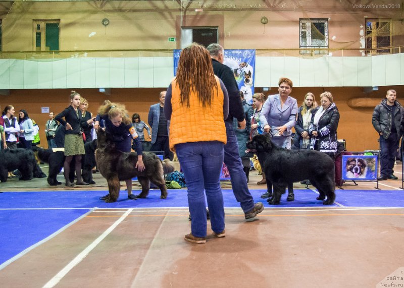 Фото: ньюфаундленд Браунблад МСК Дрими Эйн (Brownblood MSK Drimi Ein)