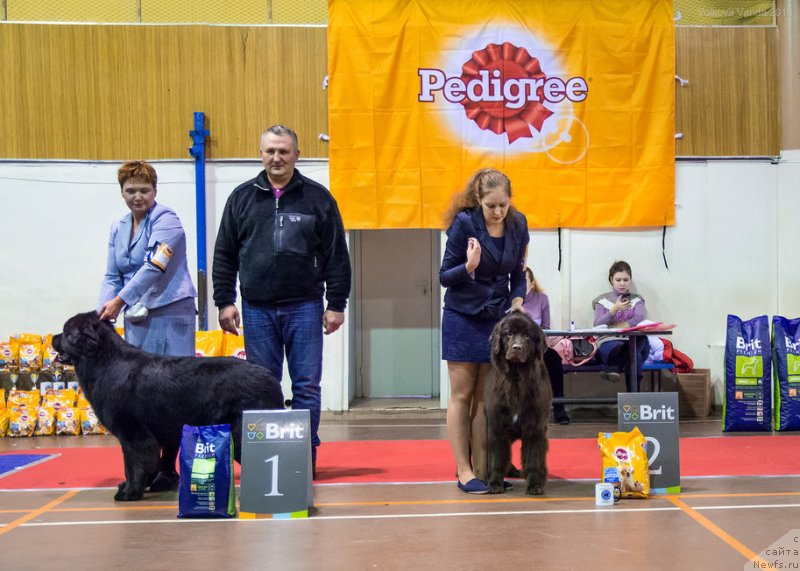 Фото: ньюфаундленд Браунблад МСК Дрими Эйн (Brownblood MSK Drimi Ein)