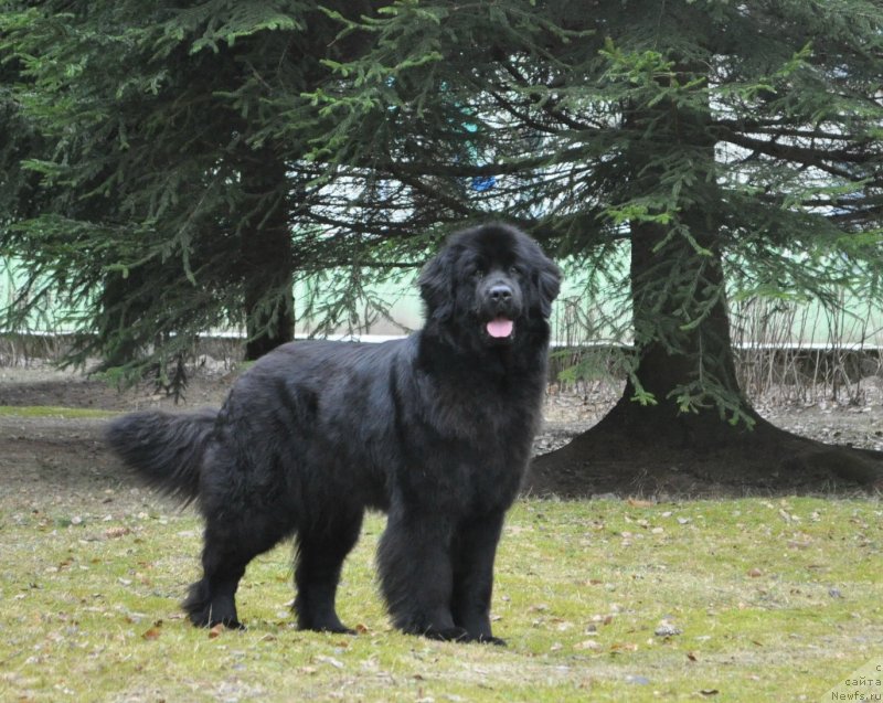 Фото: ньюфаундленд Корпоревайль Иф Онли (Corporevaill If Only)