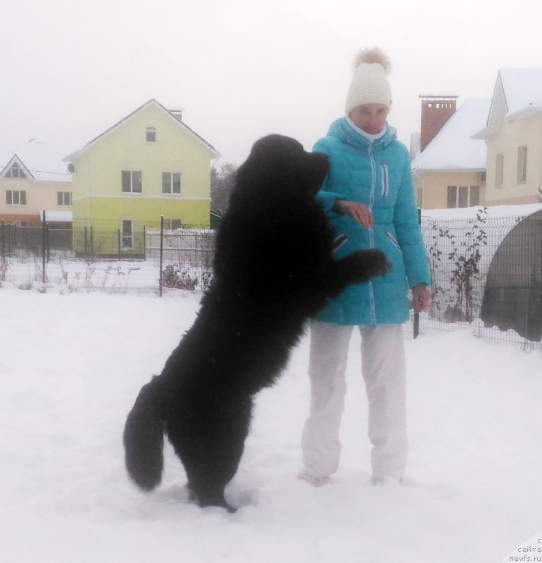 Фото: ньюфаундленд Браунблад МСК Ламберт Амир (Brownblood MSK Lambert Amir)
