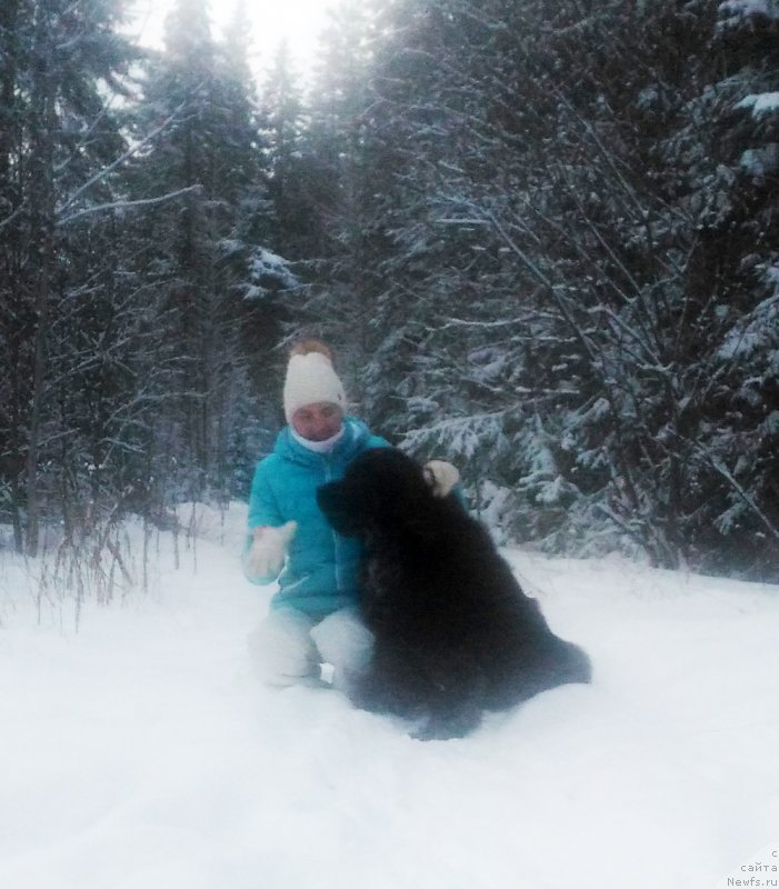 Фото: ньюфаундленд Браунблад МСК Ламберт Амир (Brownblood MSK Lambert Amir)
