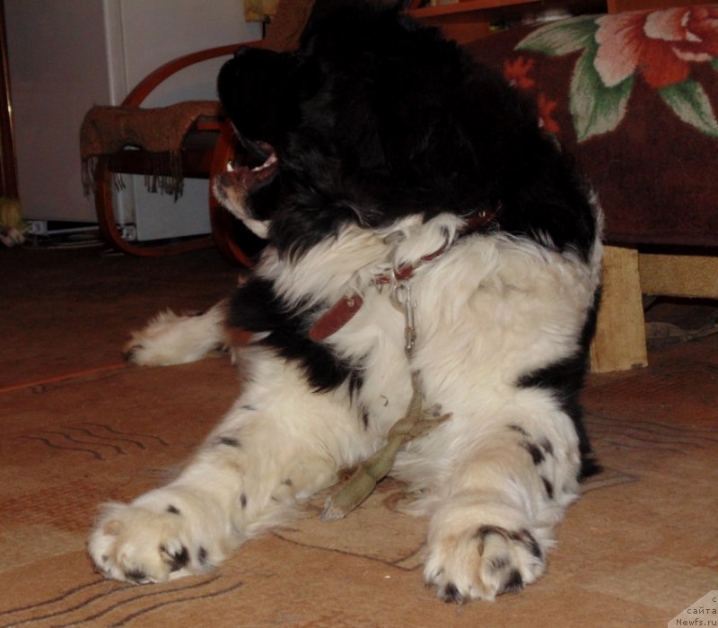 Фото: ньюфаундленд Баффи от Карельских Медведей