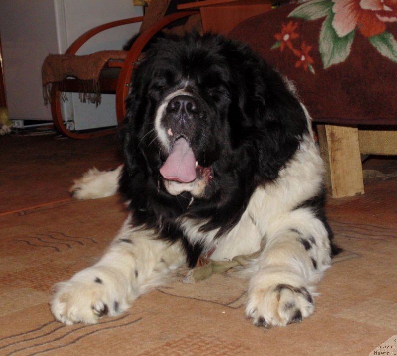 Фото: ньюфаундленд Баффи от Карельских Медведей