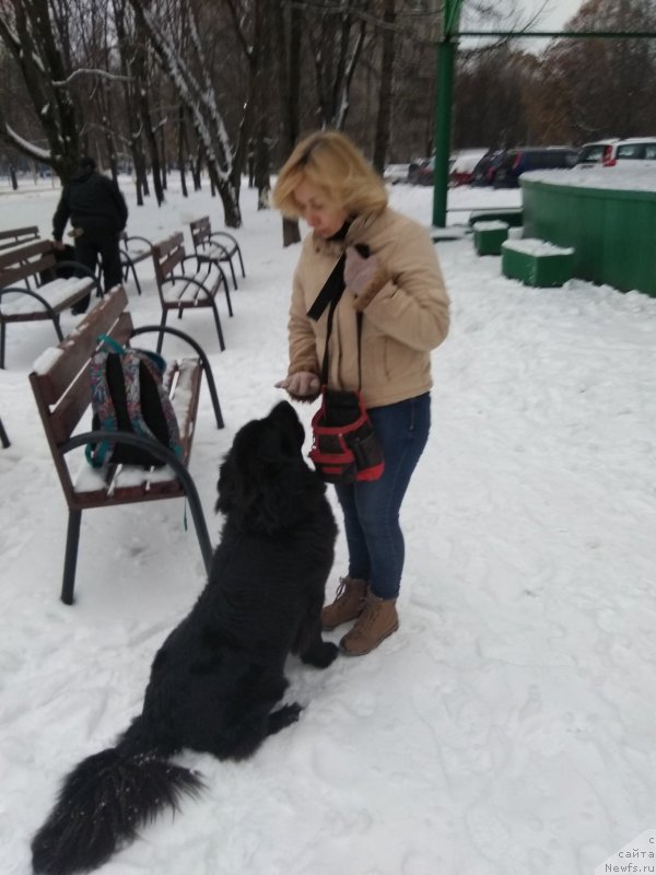 Фото: ньюфаундленд Май Френд Ньюфи Лавендэ Палм (May Frend Newfy Lavender Palm)