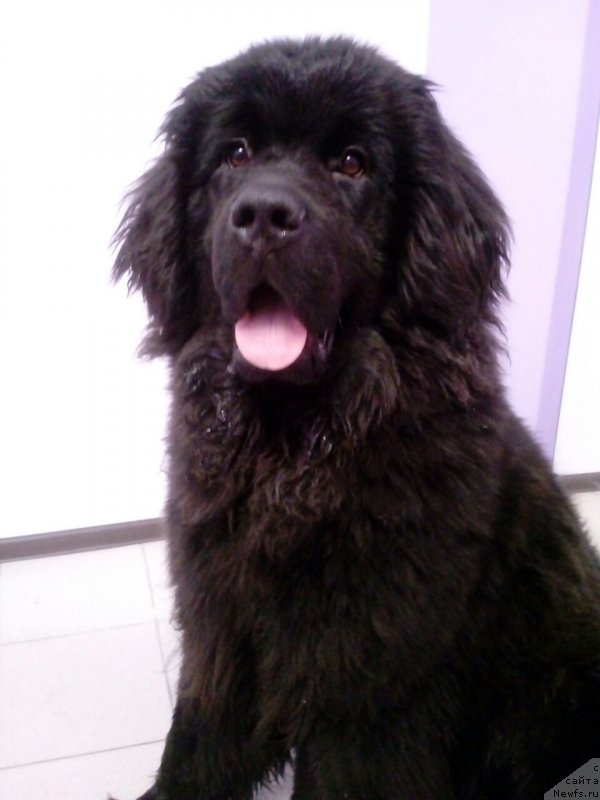Фото: ньюфаундленд Анжелика из Замка Мелвин, ньюфаундленд Анжелика из Замка Мелвин